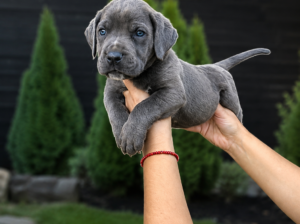 Cane Corso štenci šampionskog porekla – Vranje