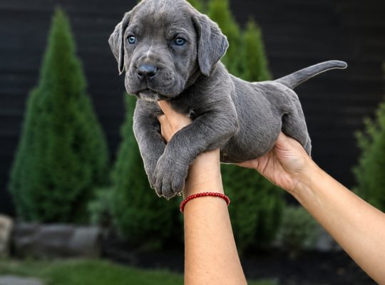 Cane Corso štenci šampionskog porekla – Vranje