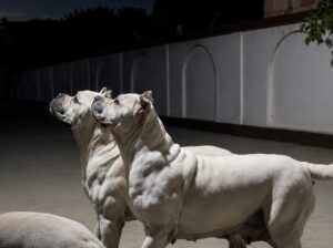 Beli Cane Corso mužjak – 5 meseci | Šabac