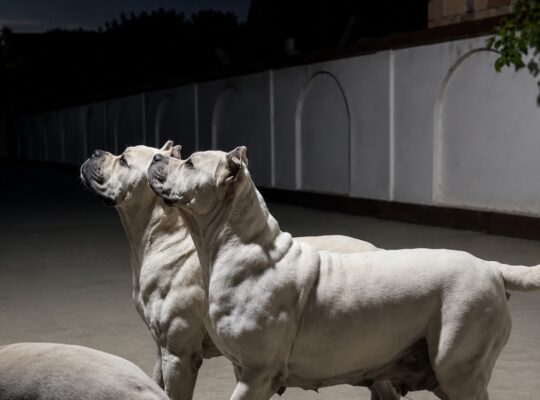 Beli Cane Corso mužjak – 5 meseci | Šabac