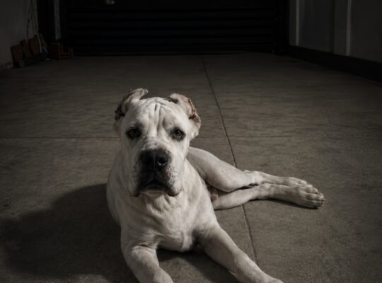 Beli Cane Corso mužjak – 5 meseci | Šabac