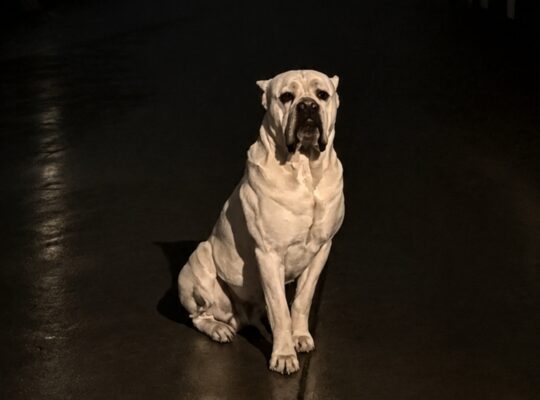 Beli Cane Corso mužjak – 5 meseci | Šabac