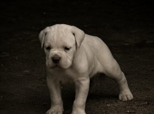 Beli Cane Corso mužjak – 5 meseci | Šabac