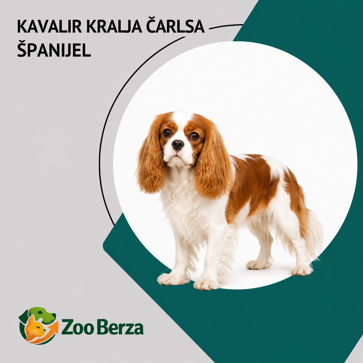 Kavalir kralja Čarlsa španijel (Cavalier King Charles Spaniel)