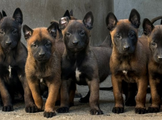 Leaaa Malinoa (Belgian Malinois)
