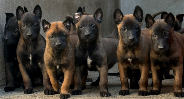 Leaaa Malinoa (Belgian Malinois)