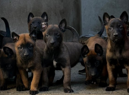Leaaa Malinoa (Belgian Malinois)