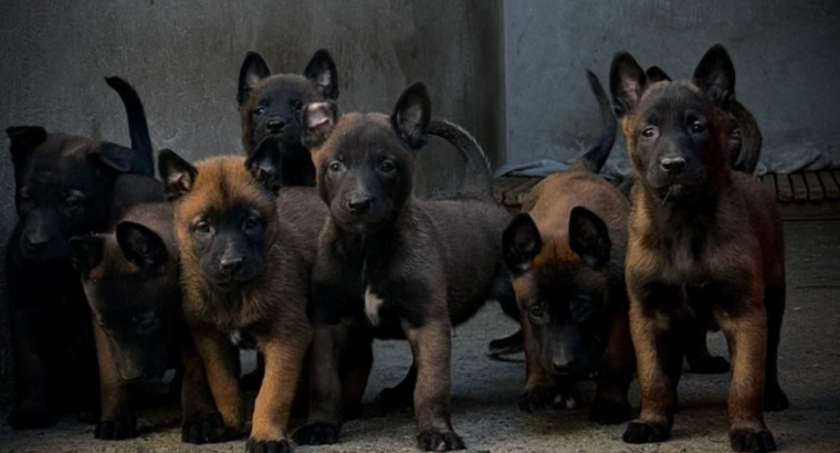 Leaaa Malinoa (Belgian Malinois)
