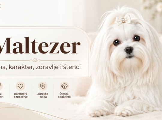 Maltezer – cena u Srbiji, karakter, zdravlje i štenci