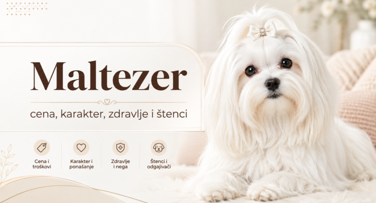Maltezer – cena u Srbiji, karakter, zdravlje i štenci