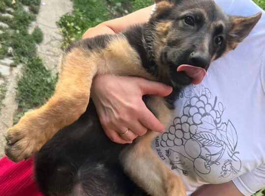 Ženka nemačkog ovčara – 3 meseca | Kuršumlija