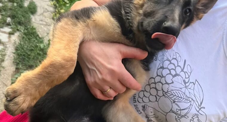 Ženka nemačkog ovčara – 3 meseca | Kuršumlija