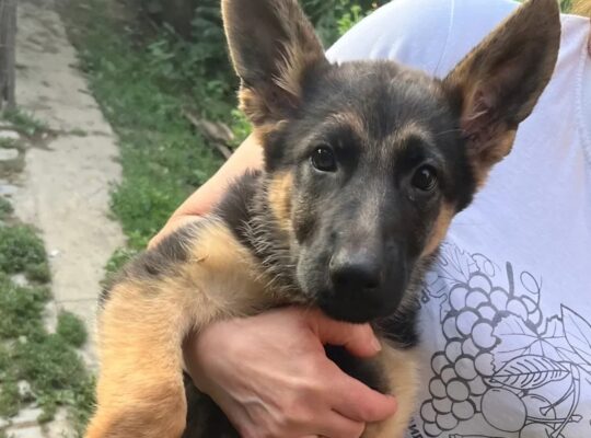 Ženka nemačkog ovčara – 3 meseca | Kuršumlija