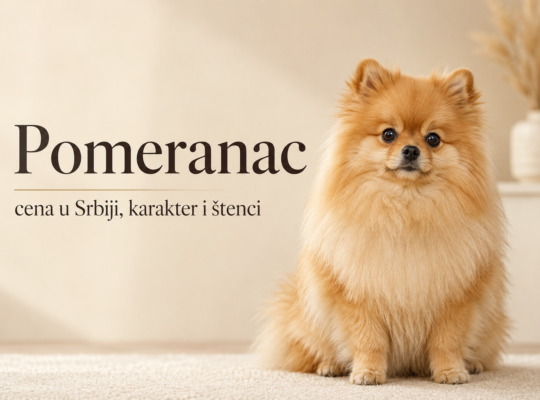Pomeranac – cena u Srbiji, karakter i štenci
