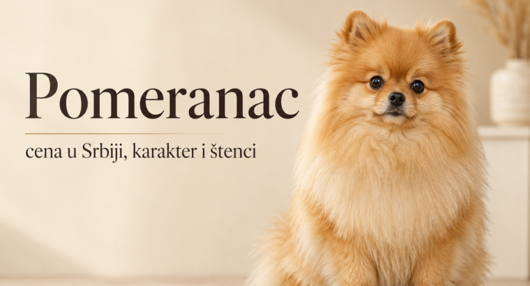 Pomeranac – cena u Srbiji, karakter i štenci