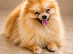Pomeranac – nemački patuljasti špic MINI