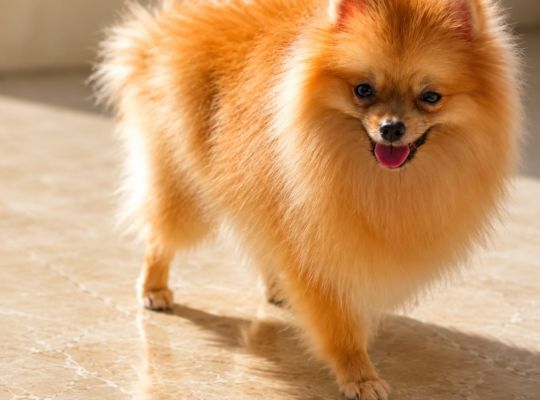 Pomeranac – nemački patuljasti špic MINI