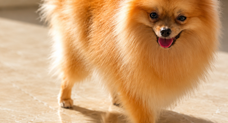 Pomeranac – nemački patuljasti špic MINI