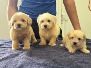 Prelepi Maltipoo štenci