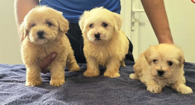 Prelepi Maltipoo štenci