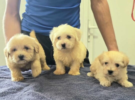 Prelepi Maltipoo štenci