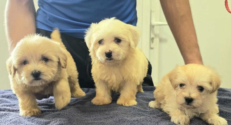 Prelepi Maltipoo štenci