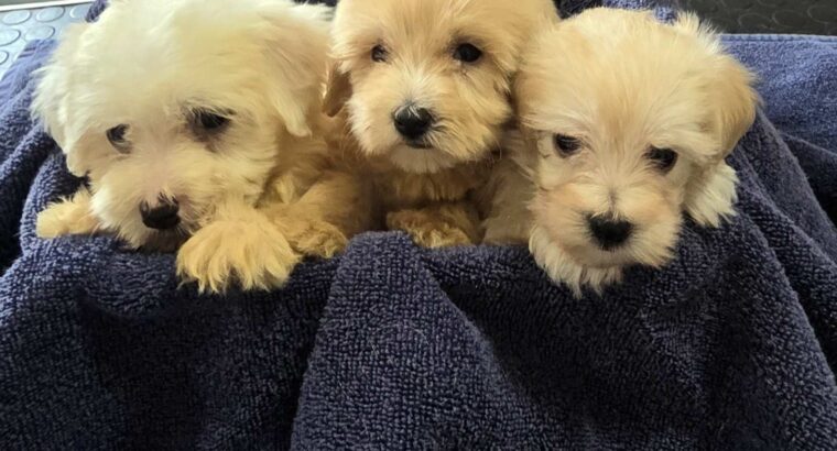 Prelepi Maltipoo štenci