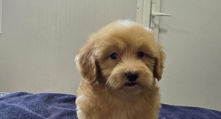 Prelepi Maltipoo štenci