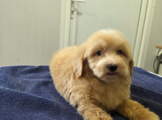 Prelepi Maltipoo štenci