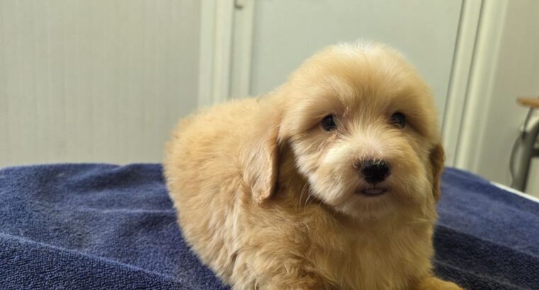 Prelepi Maltipoo štenci