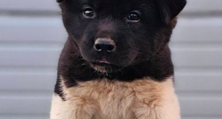 Američka Akita, TOP štenci