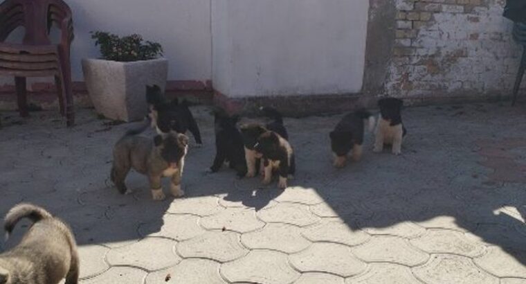 Američka Akita, štenci