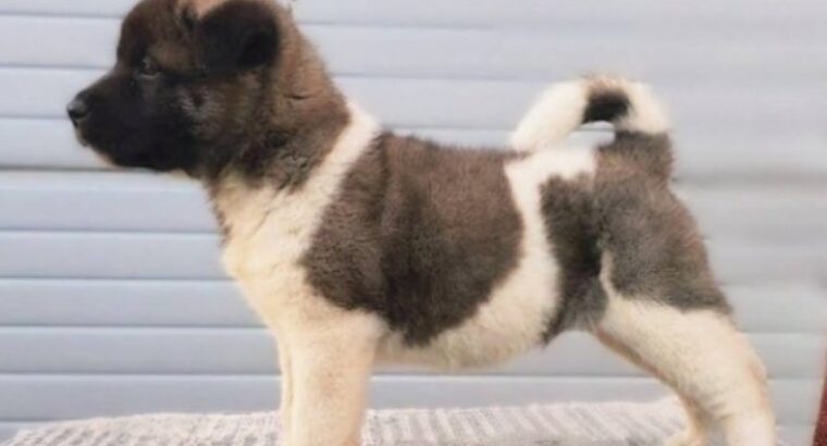 Američka Akita, TOP štenci