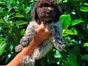 Lagotto Romagnolo štenci