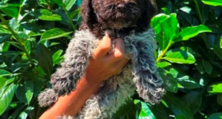 Lagotto Romagnolo štenci