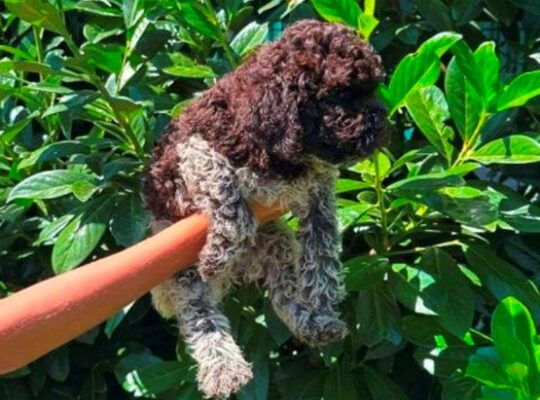 Lagotto Romagnolo štenci