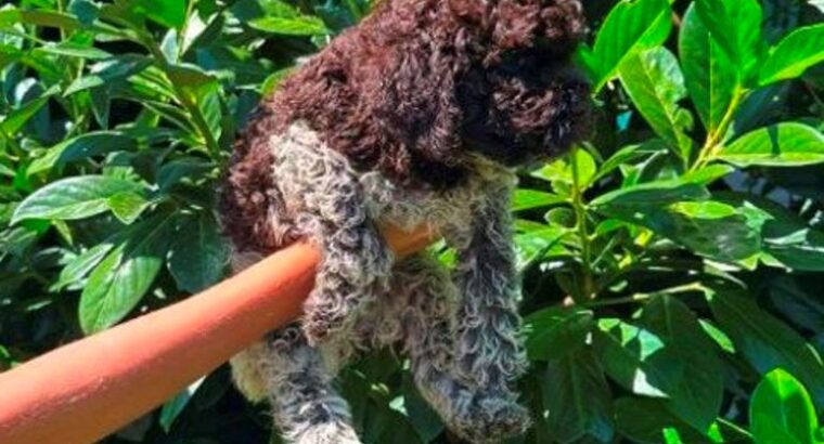 Lagotto Romagnolo štenci