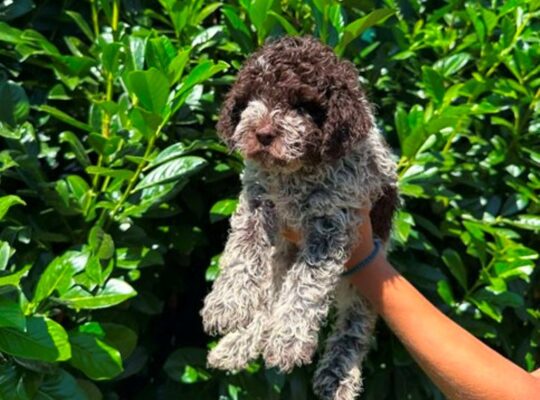 Lagotto Romagnolo štenci