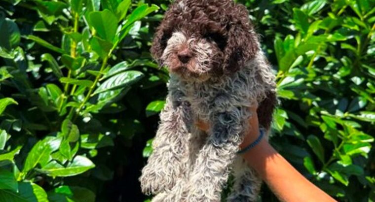 Lagotto Romagnolo štenci