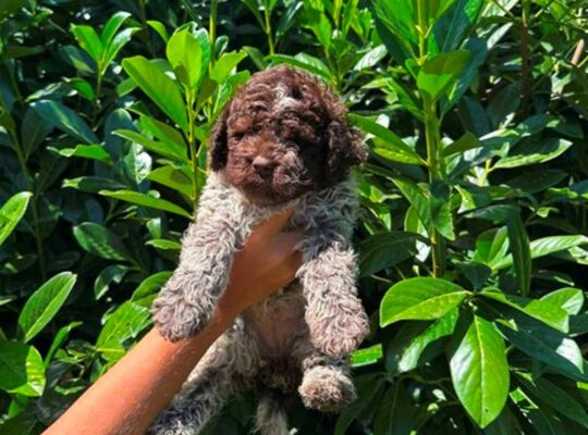 Lagotto Romagnolo štenci