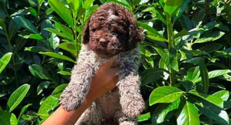 Lagotto Romagnolo štenci