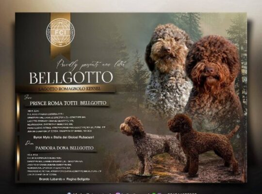 Lagotto Romagnolo štenci