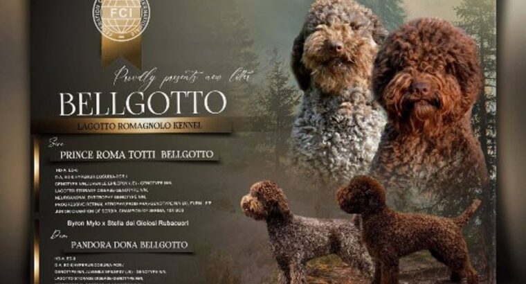 Lagotto Romagnolo štenci