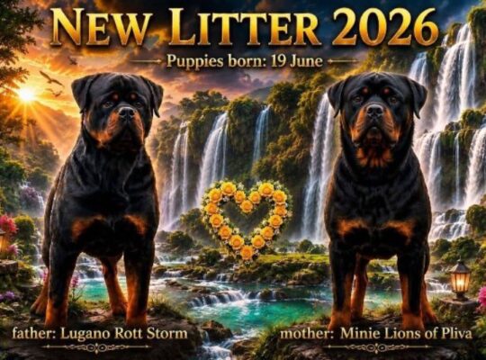 Rotvajler (Rottweiler) štenci