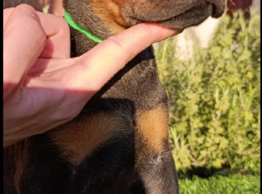 Doberman 
