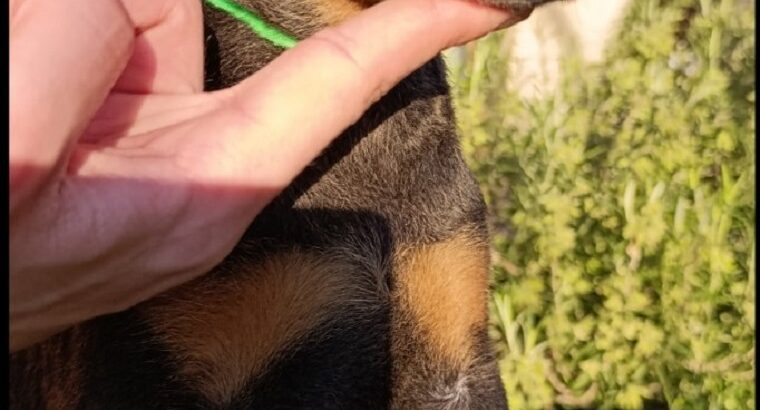Doberman 