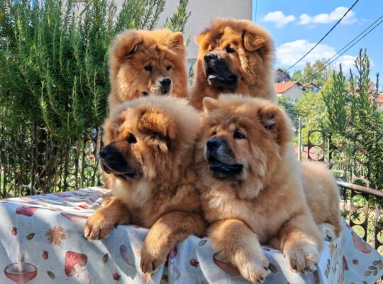 Štenci chow chow