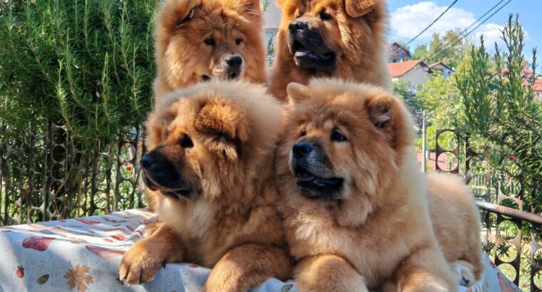 Štenci chow chow