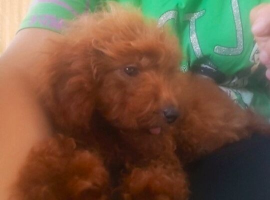 Crvena toy pudla  
