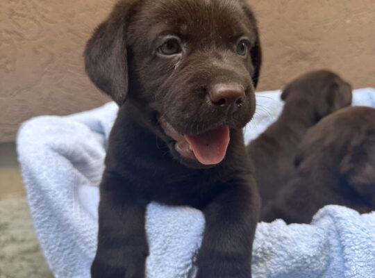 Cokoladni labrador